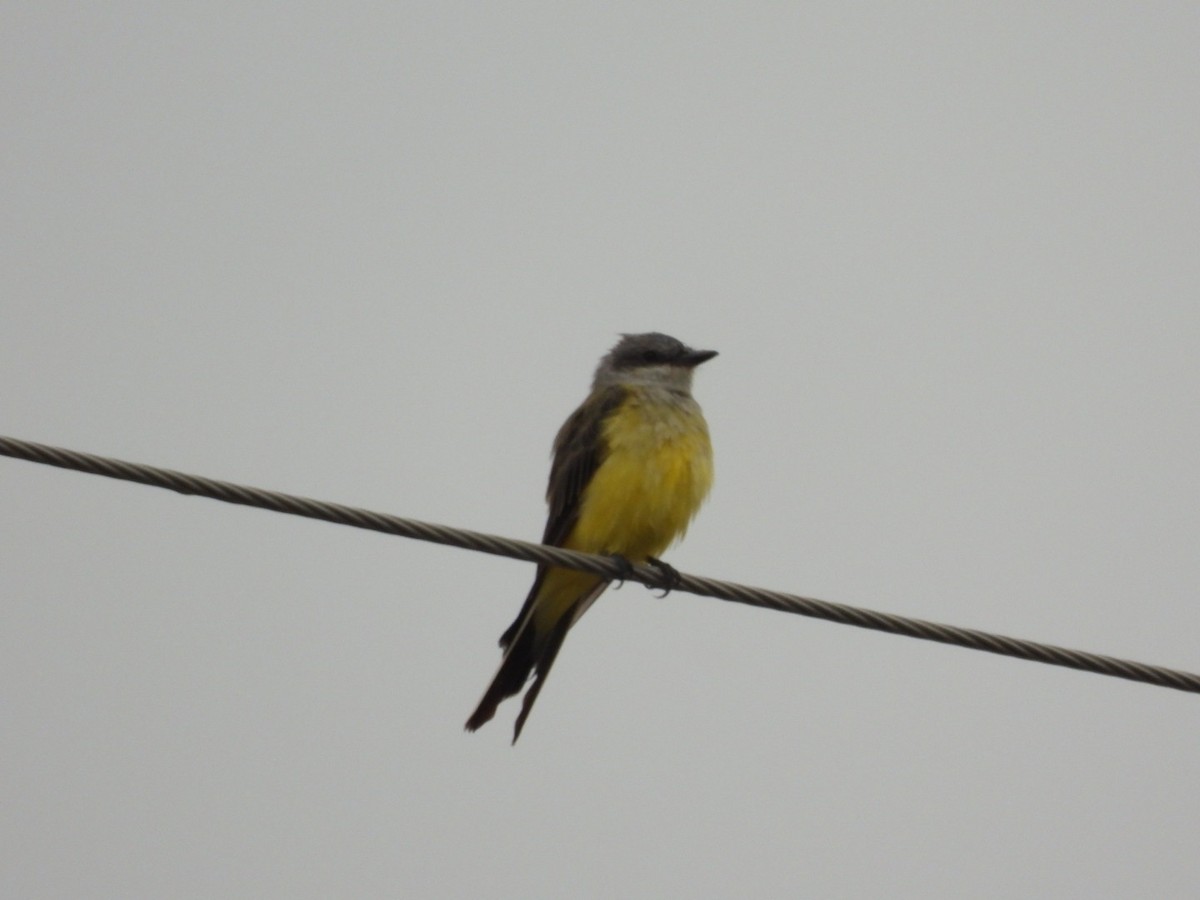 Western Kingbird - ML361151141