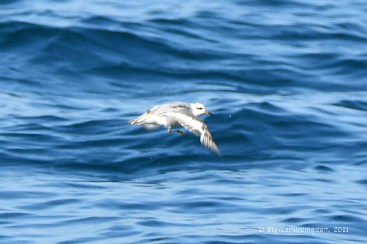 Red Phalarope - ML361151391