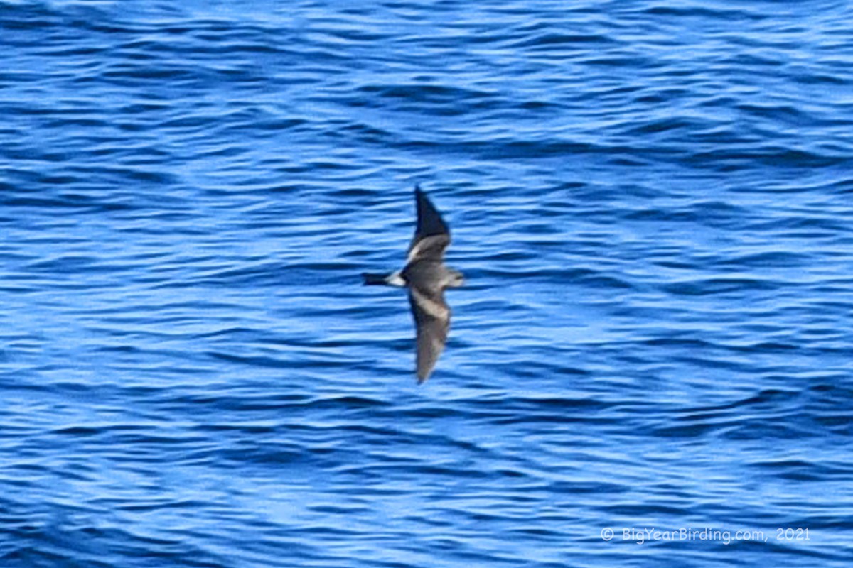 Leach's Storm-Petrel - ML361151701