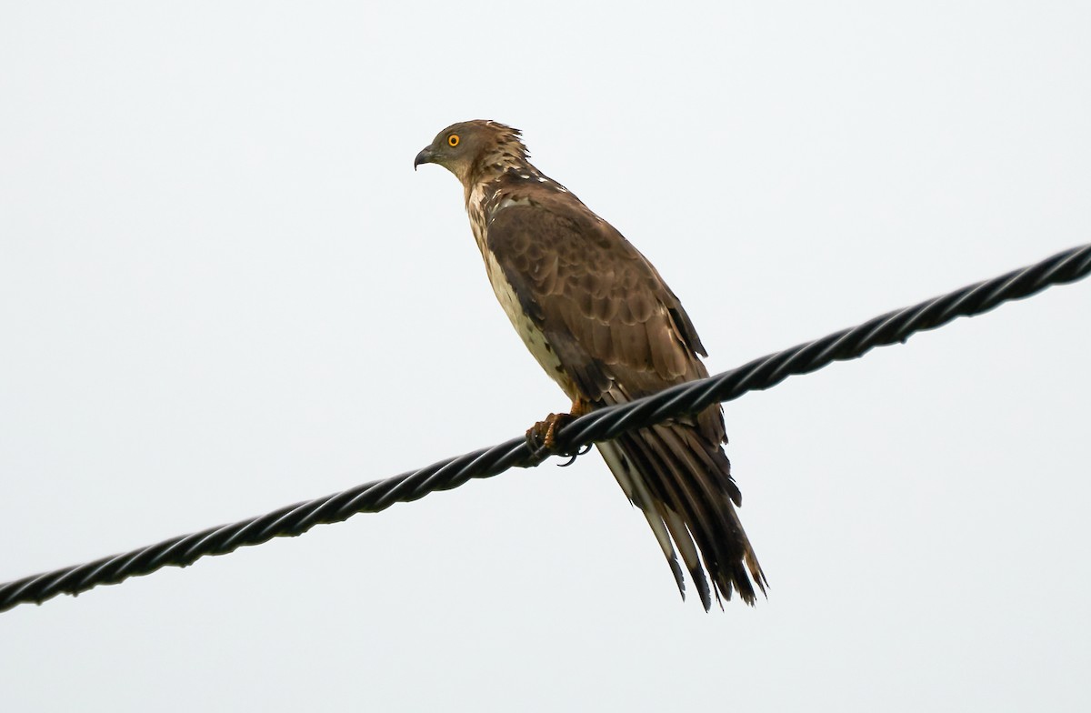 European Honey-buzzard - ML361154531