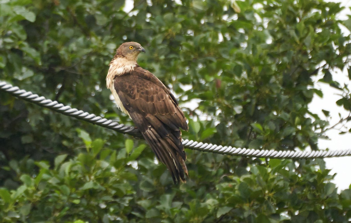 European Honey-buzzard - ML361154551