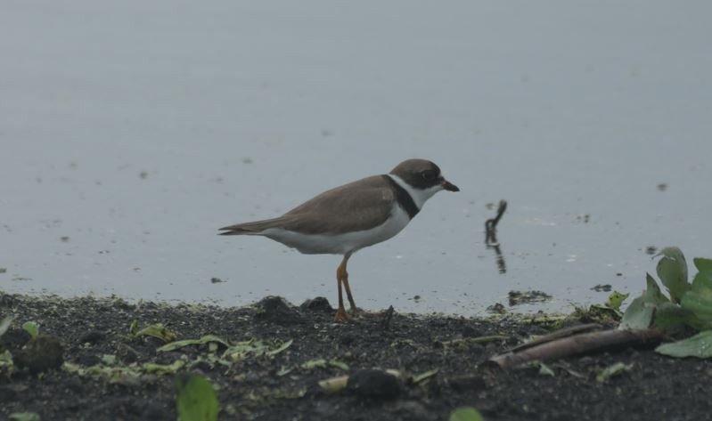 Semipalmated Plover - ML361154611