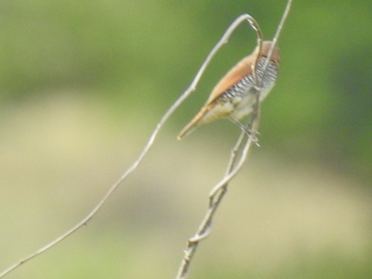 Scaly-breasted Munia - KARTHIKEYAN R