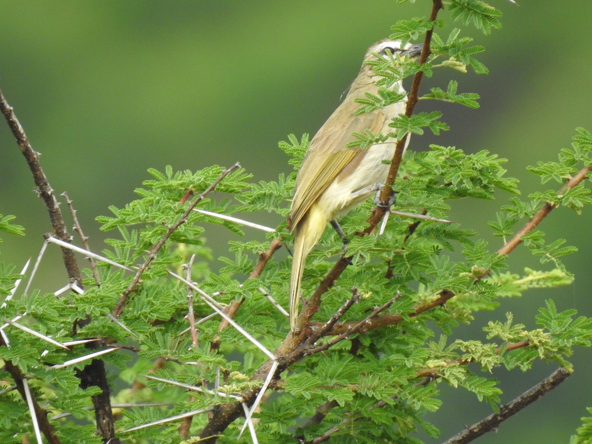 White-browed Bulbul - ML361155021