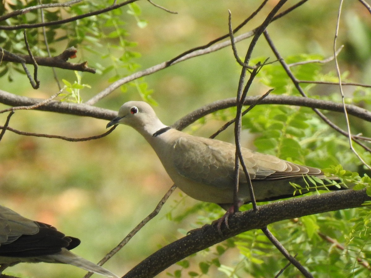 Eurasian Collared-Dove - ML361155101