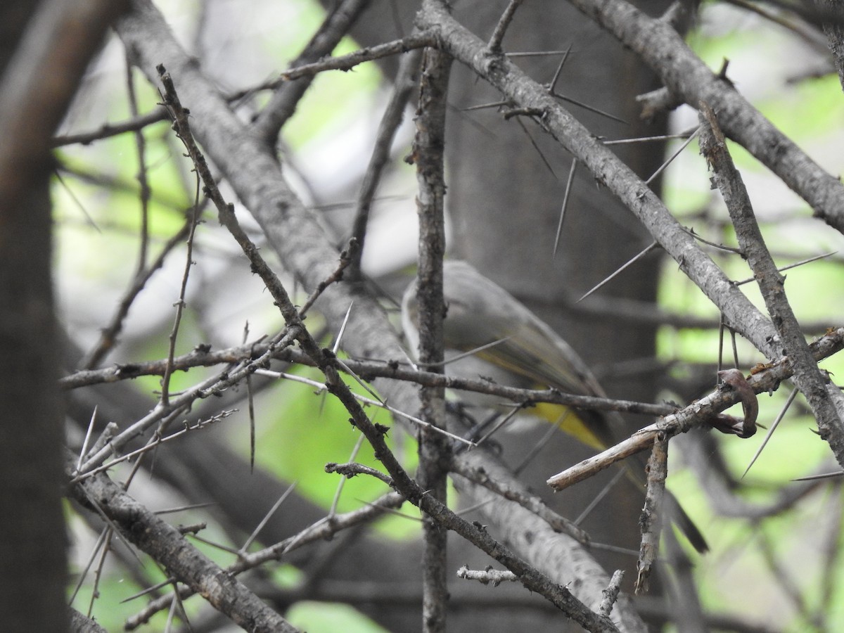 Yellow-throated Bulbul - KARTHIKEYAN R