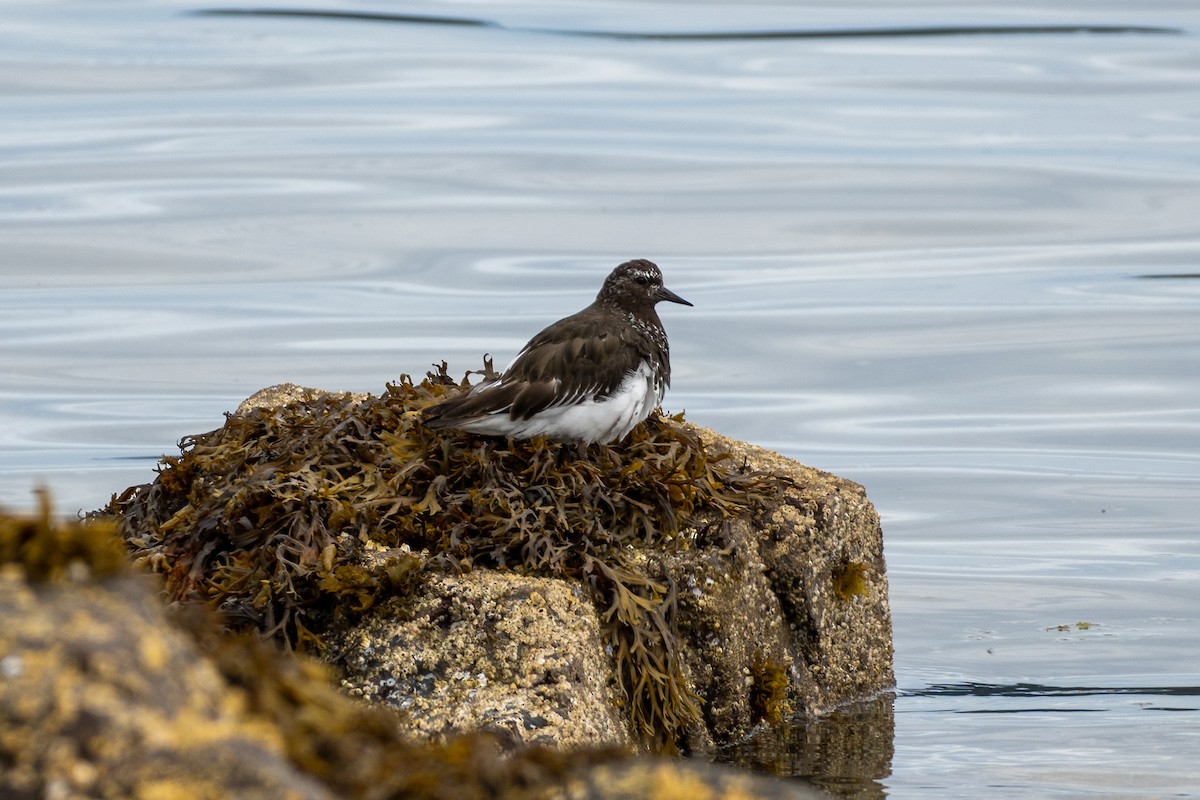 Black Turnstone - ML361155461