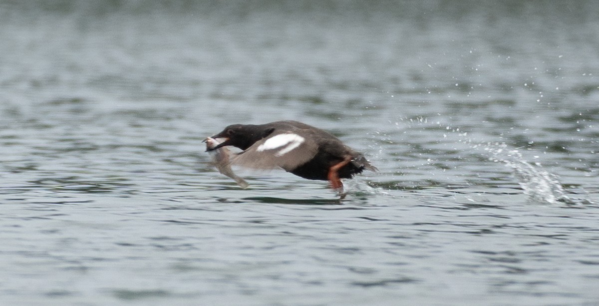 Pigeon Guillemot - ML361155621