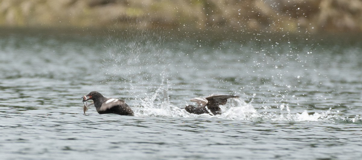 Pigeon Guillemot - ML361155631