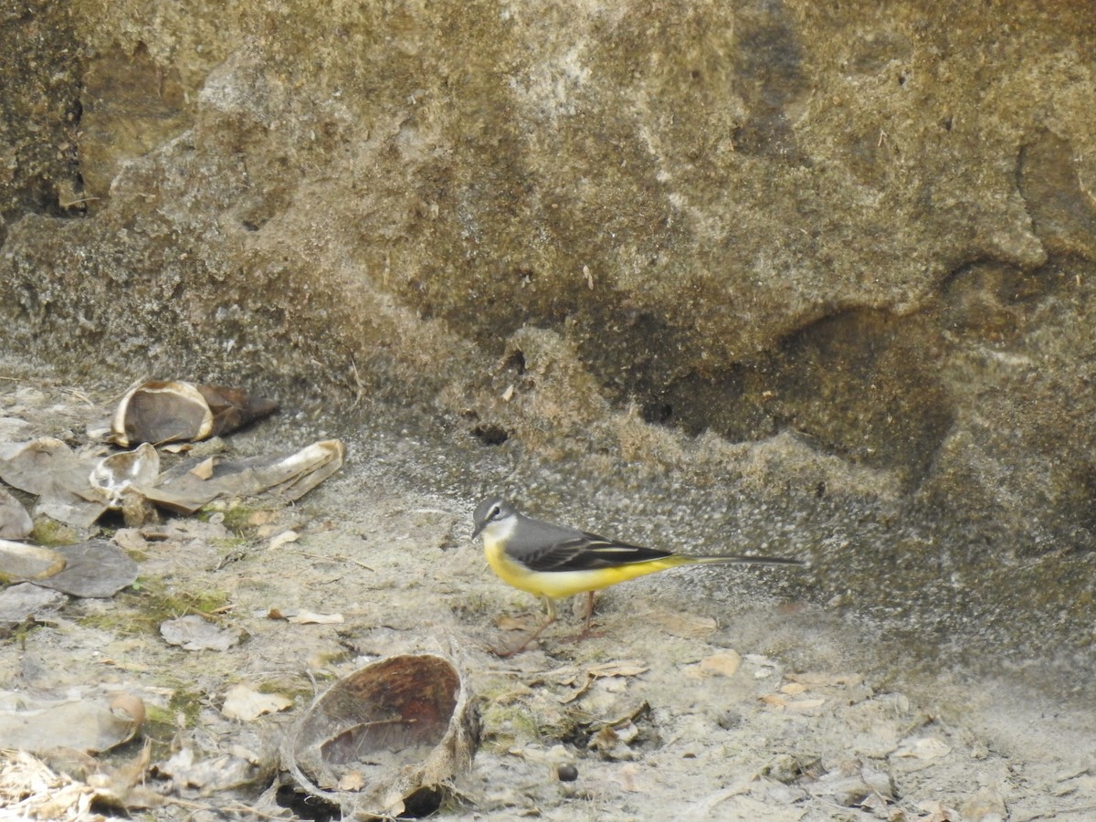 Gray Wagtail - ML361156071