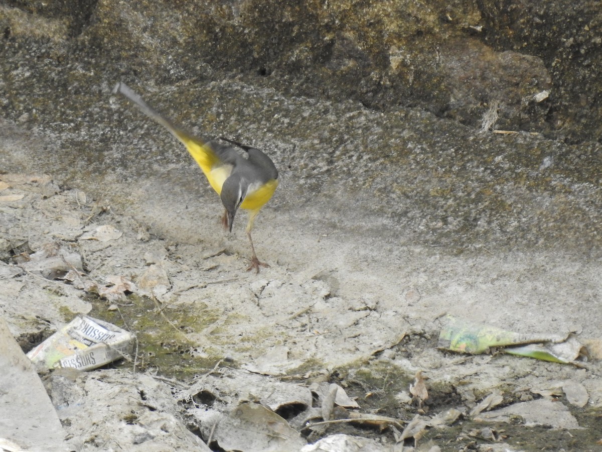 Gray Wagtail - KARTHIKEYAN R