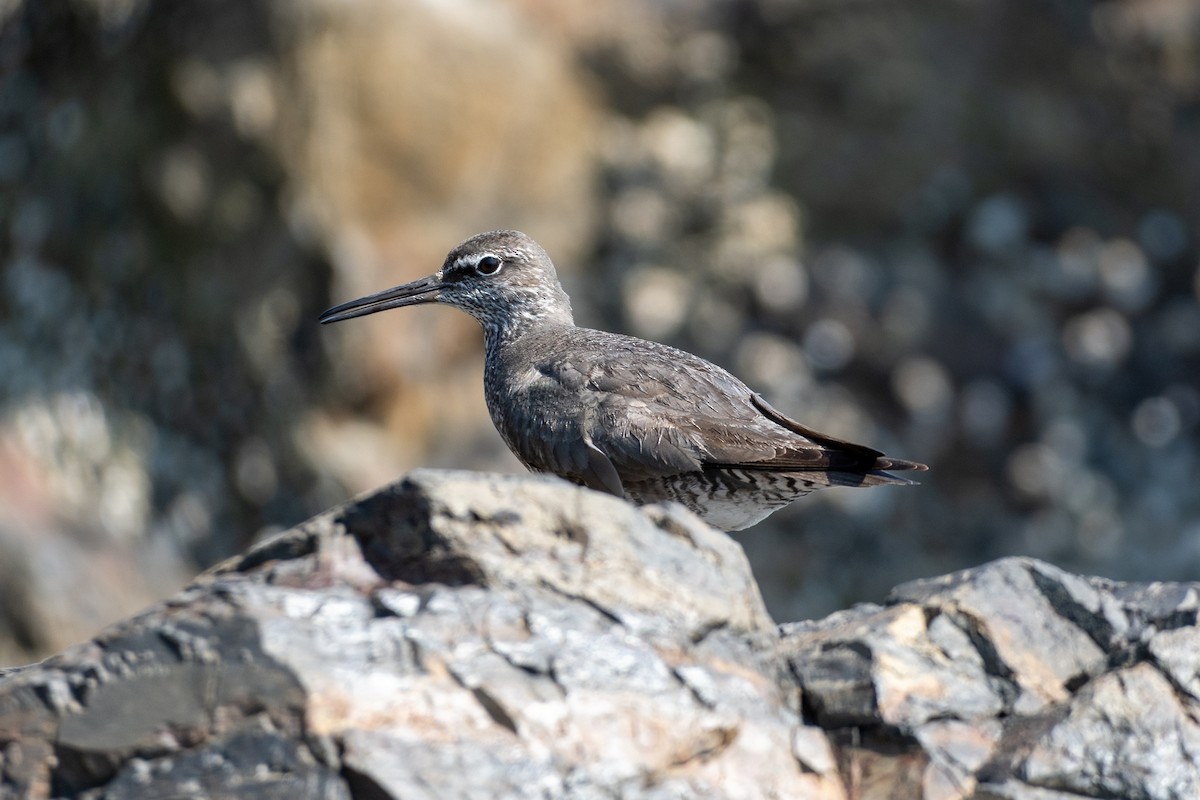 Wandering Tattler - ML361156101