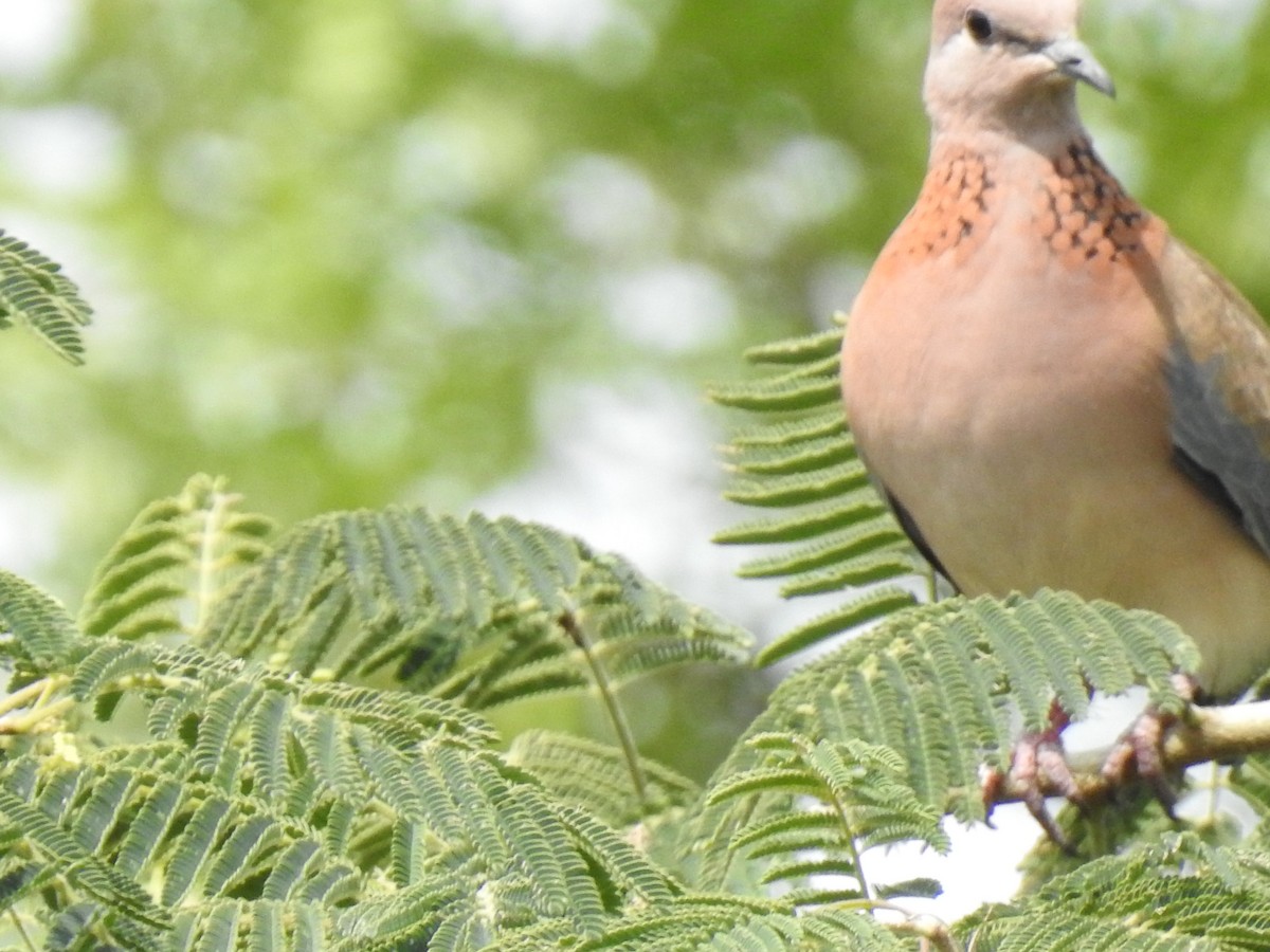 Laughing Dove - ML361156621