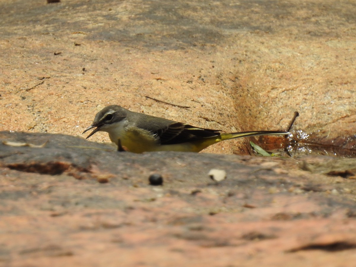 Gray Wagtail - KARTHIKEYAN R