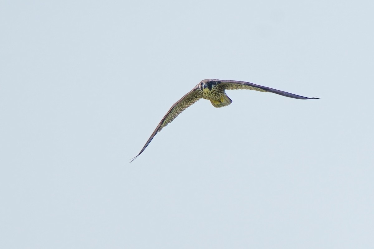 Peregrine Falcon - Ken Faucher