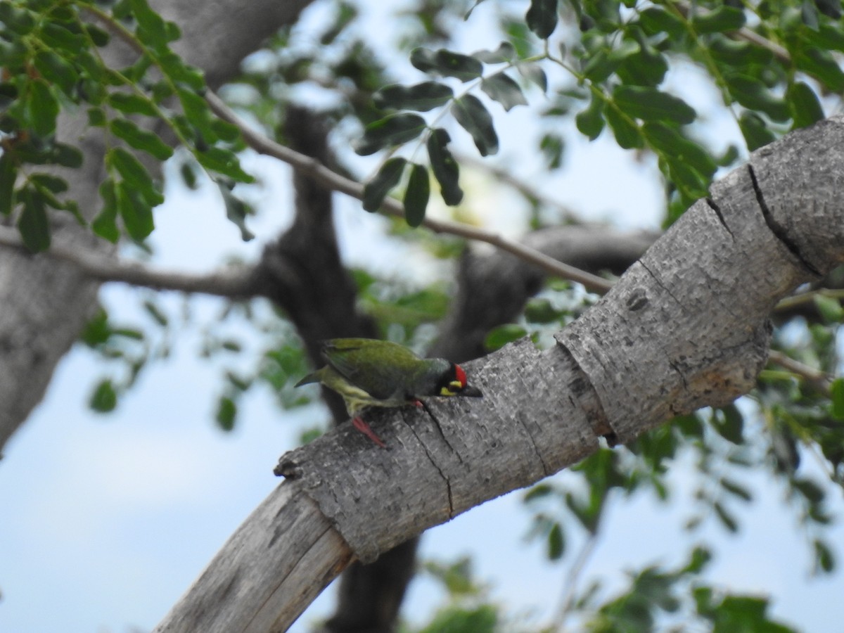 Coppersmith Barbet - ML361157091