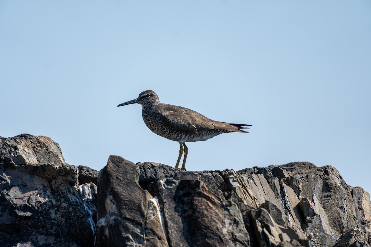 Wandering Tattler - ML361157361