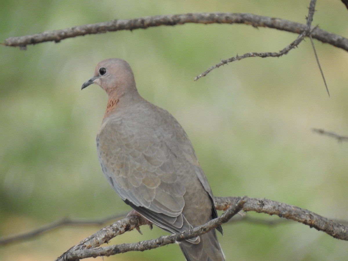 Laughing Dove - ML361157721