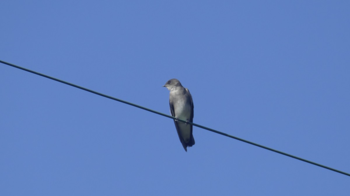 Golondrina Aserrada - ML361158101