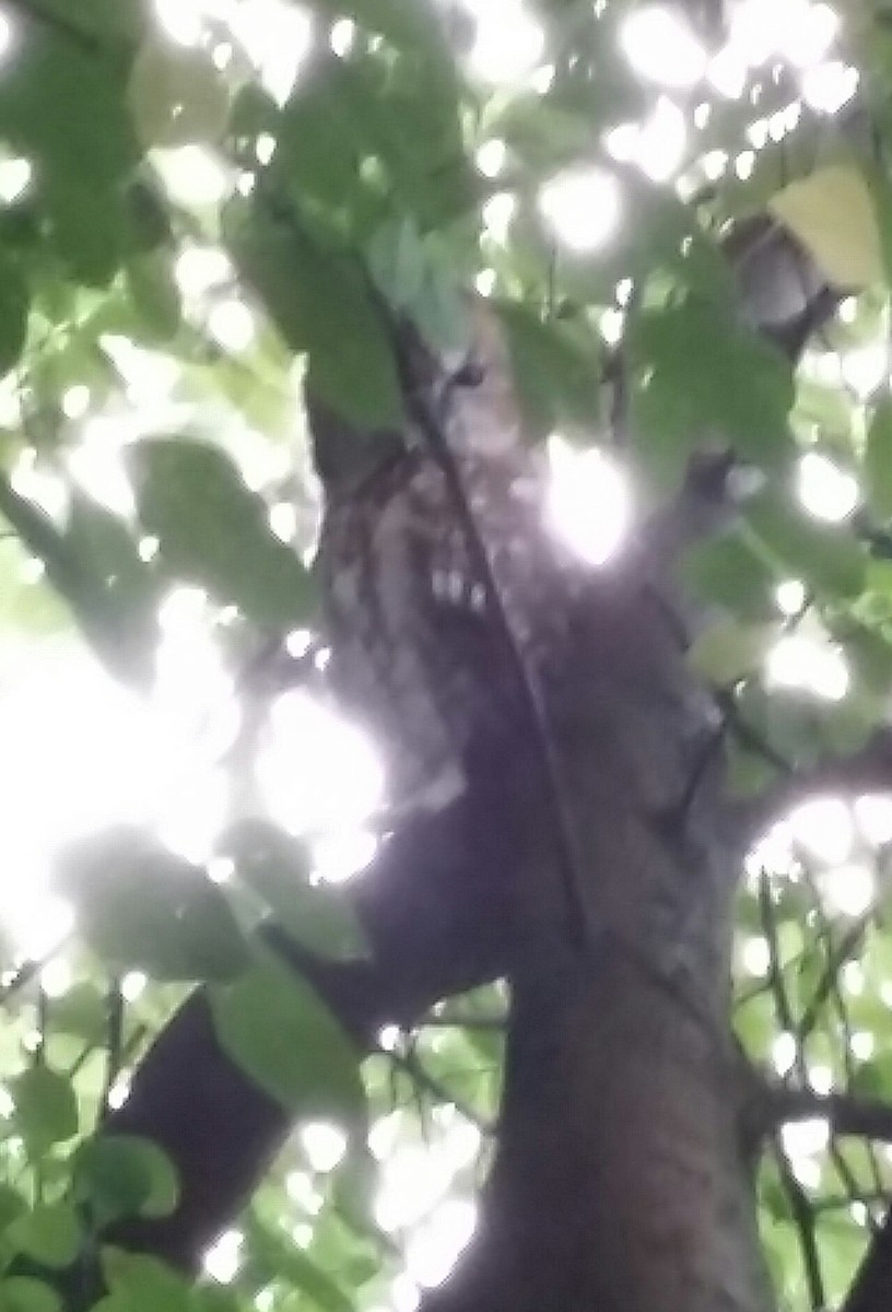 Tawny Owl - ML36115811