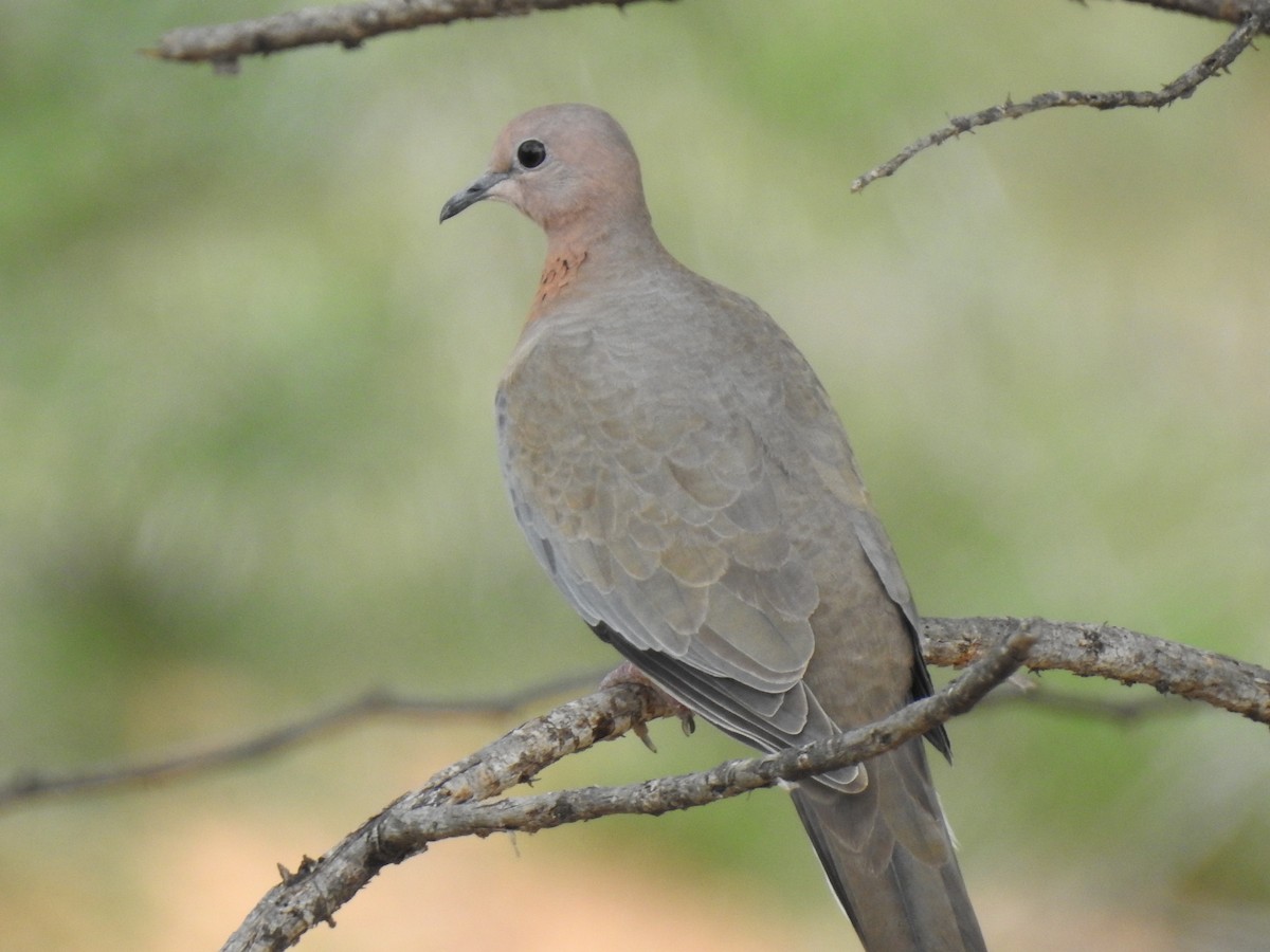 Laughing Dove - ML361158141