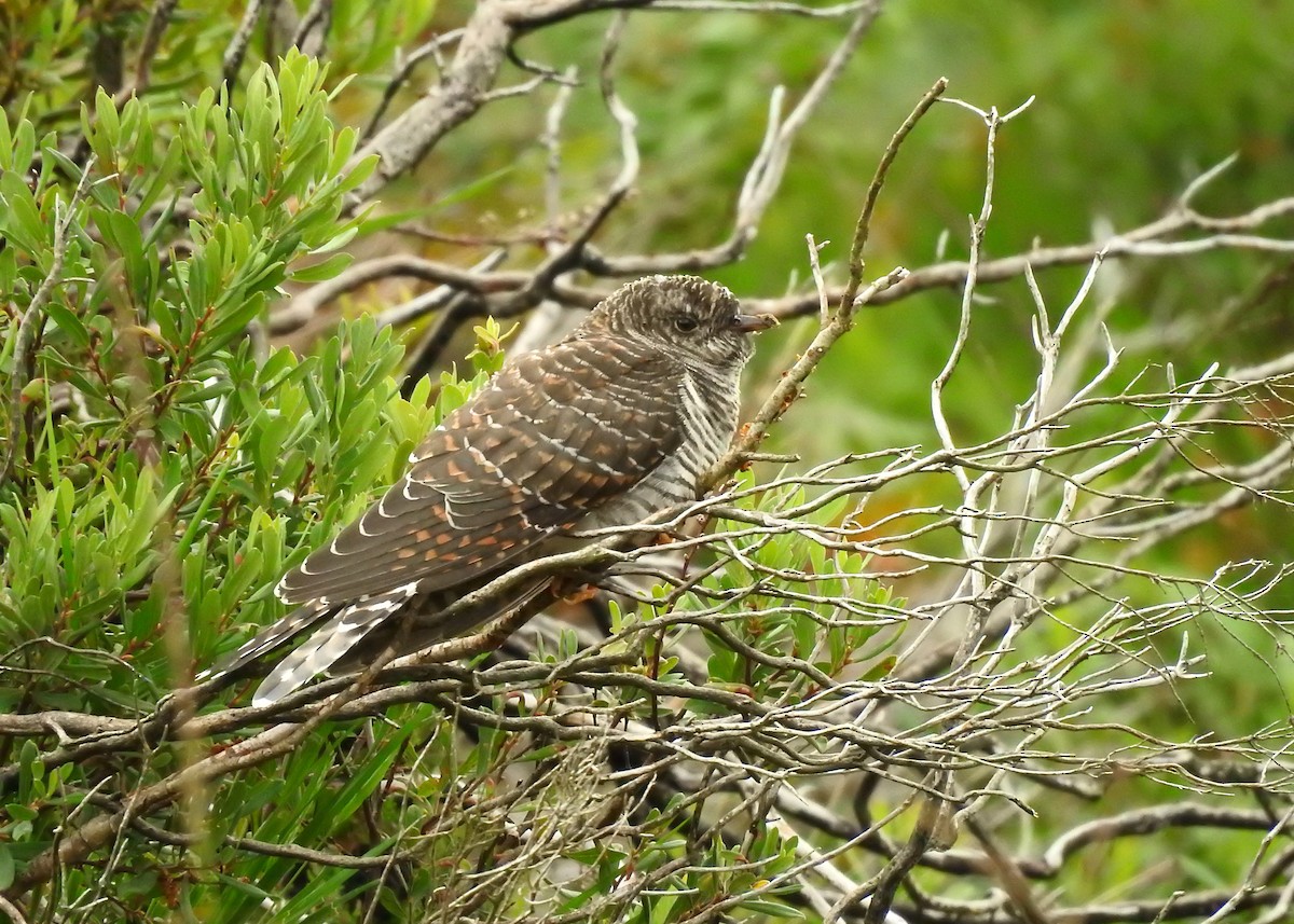 Common Cuckoo - ML361158461