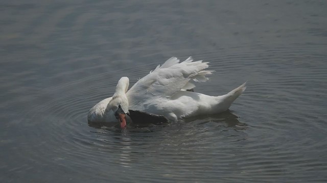 Mute Swan - ML361161531