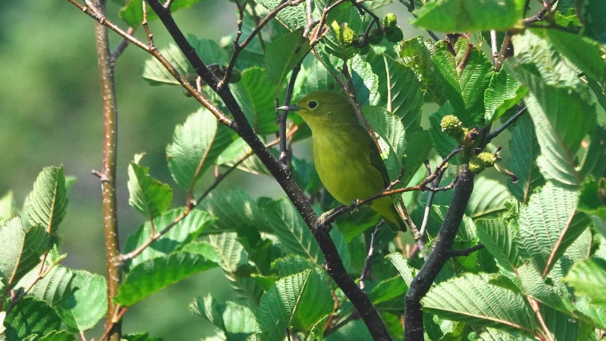 Yellow Warbler - Barry Day