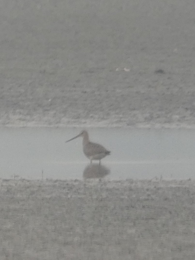 Hudsonian Godwit - ML361163251