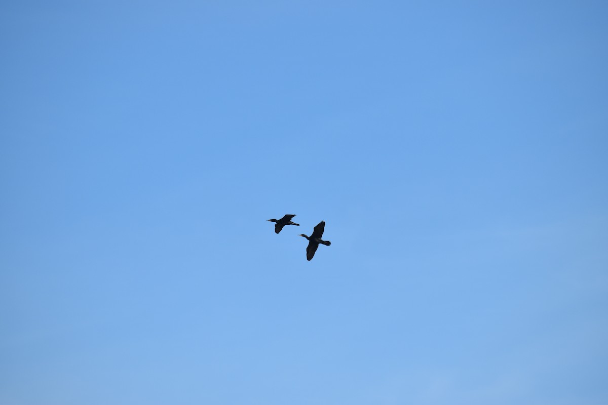 Double-crested Cormorant - ML361163391