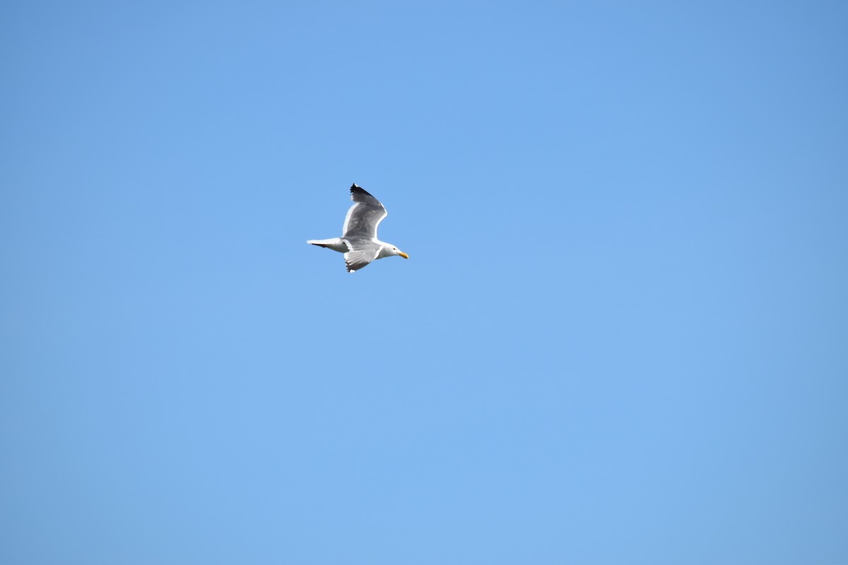 Western Gull - ML361163551