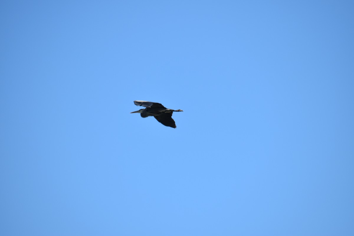Great Blue Heron - ML361163671