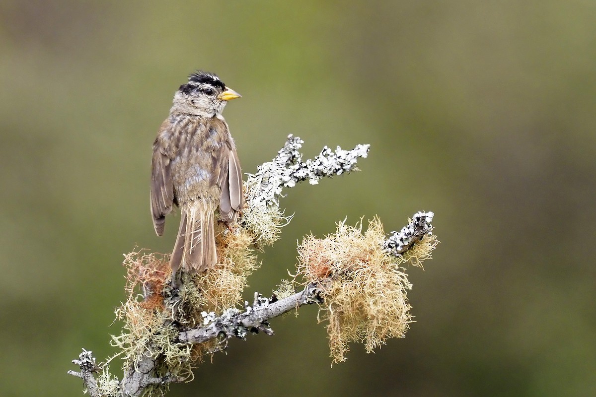 White-crowned Sparrow - ML361164791