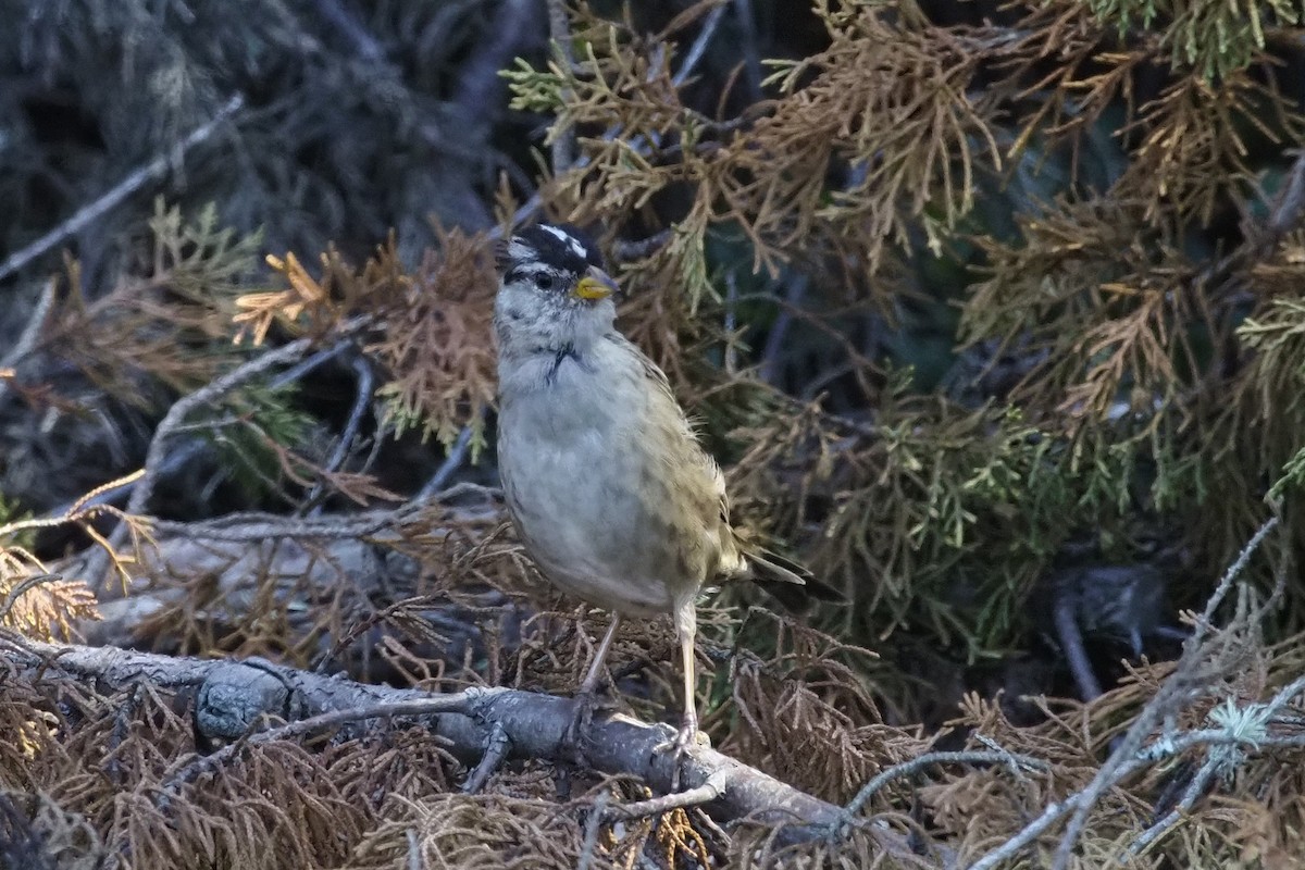 White-crowned Sparrow - ML361165011