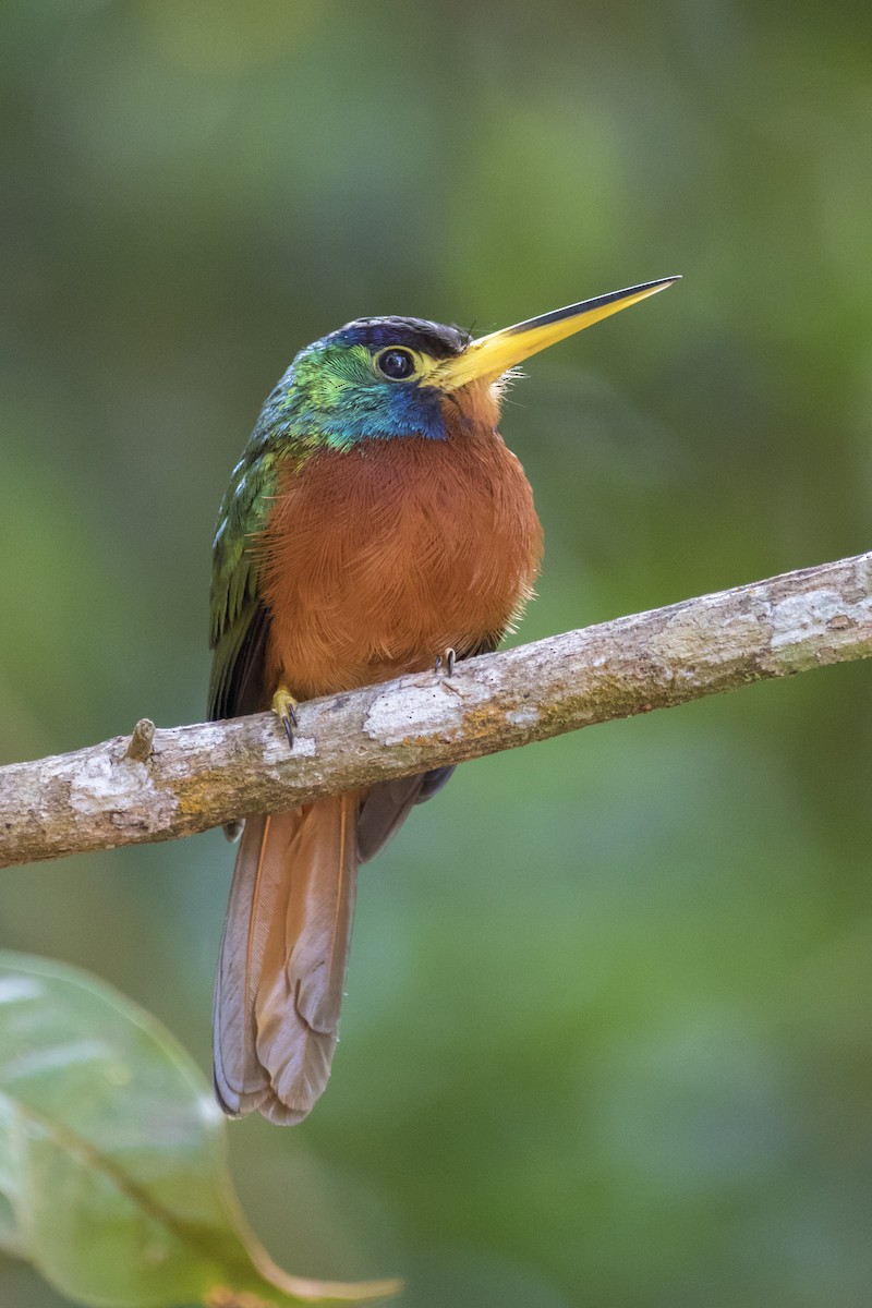 Blue-cheeked Jacamar - ML361166341