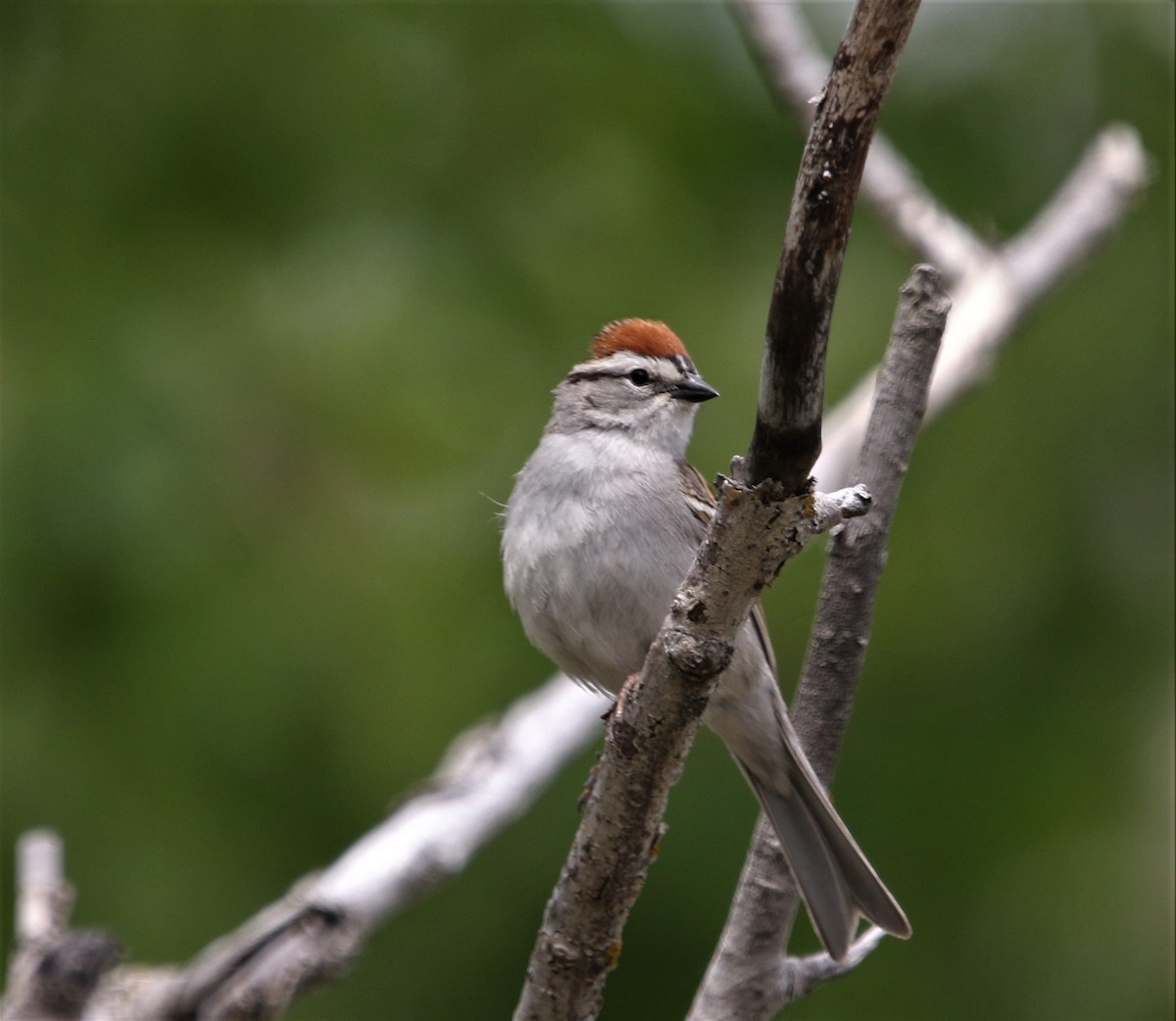 Chipping Sparrow - Ann Vaughan