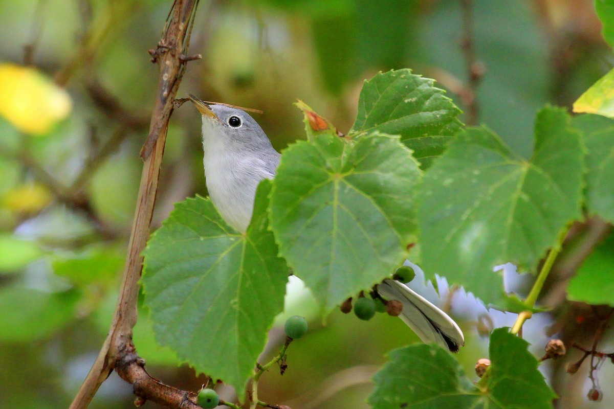 Blue-gray Gnatcatcher - Derek Yoder