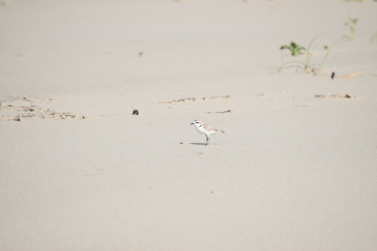 Snowy Plover - ML361168041