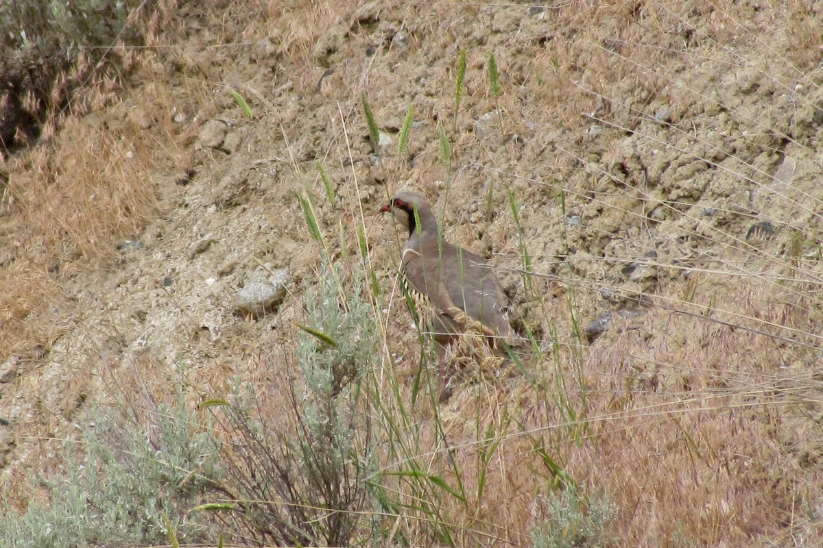 Chukar - Randy Dzenkiw