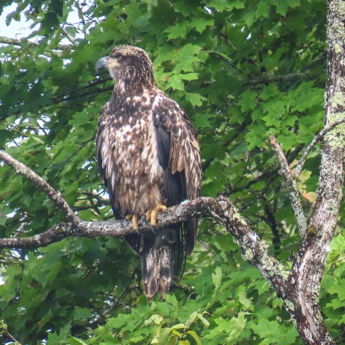 Bald Eagle - ML361168771