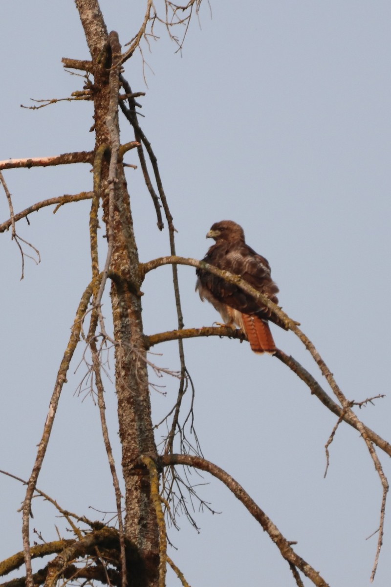 Rotschwanzbussard - ML361169191