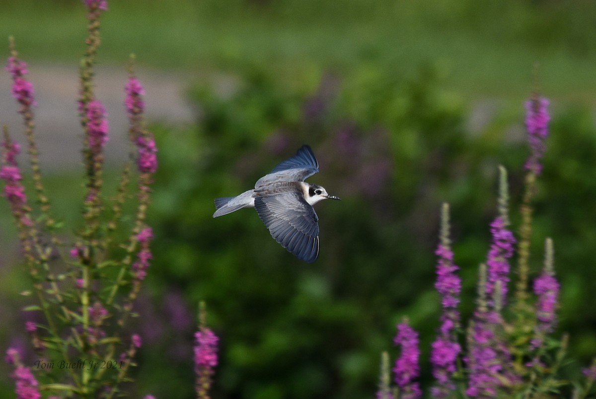 Black Tern - ML361169771