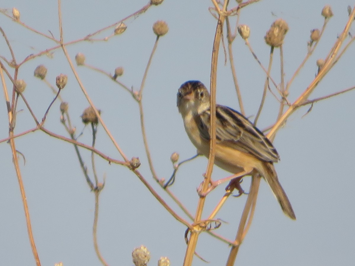 Zitting Cisticola - ML361171801