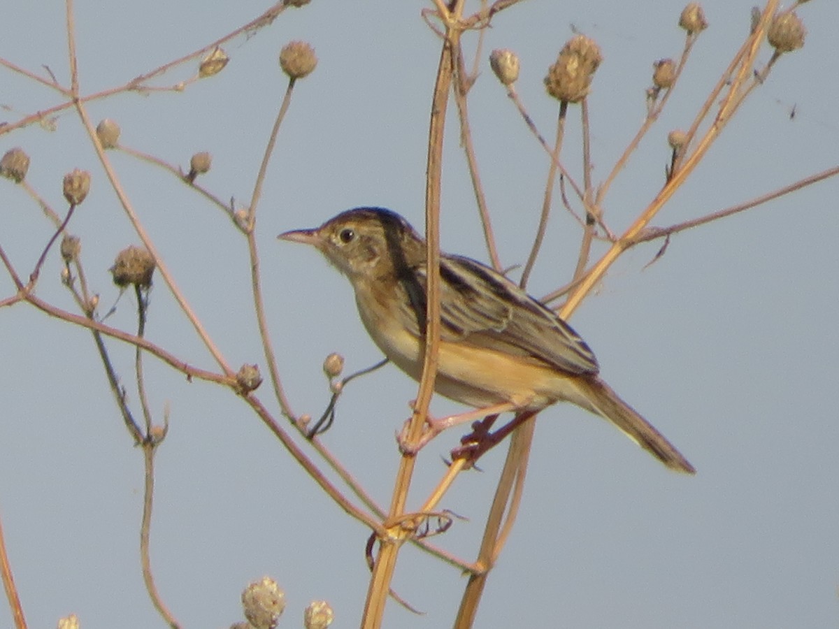 Zitting Cisticola - ML361171811