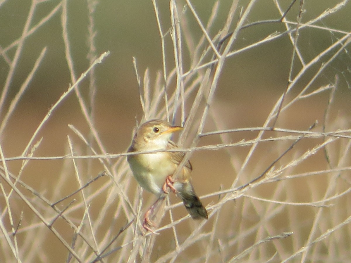 Zitting Cisticola - ML361171921