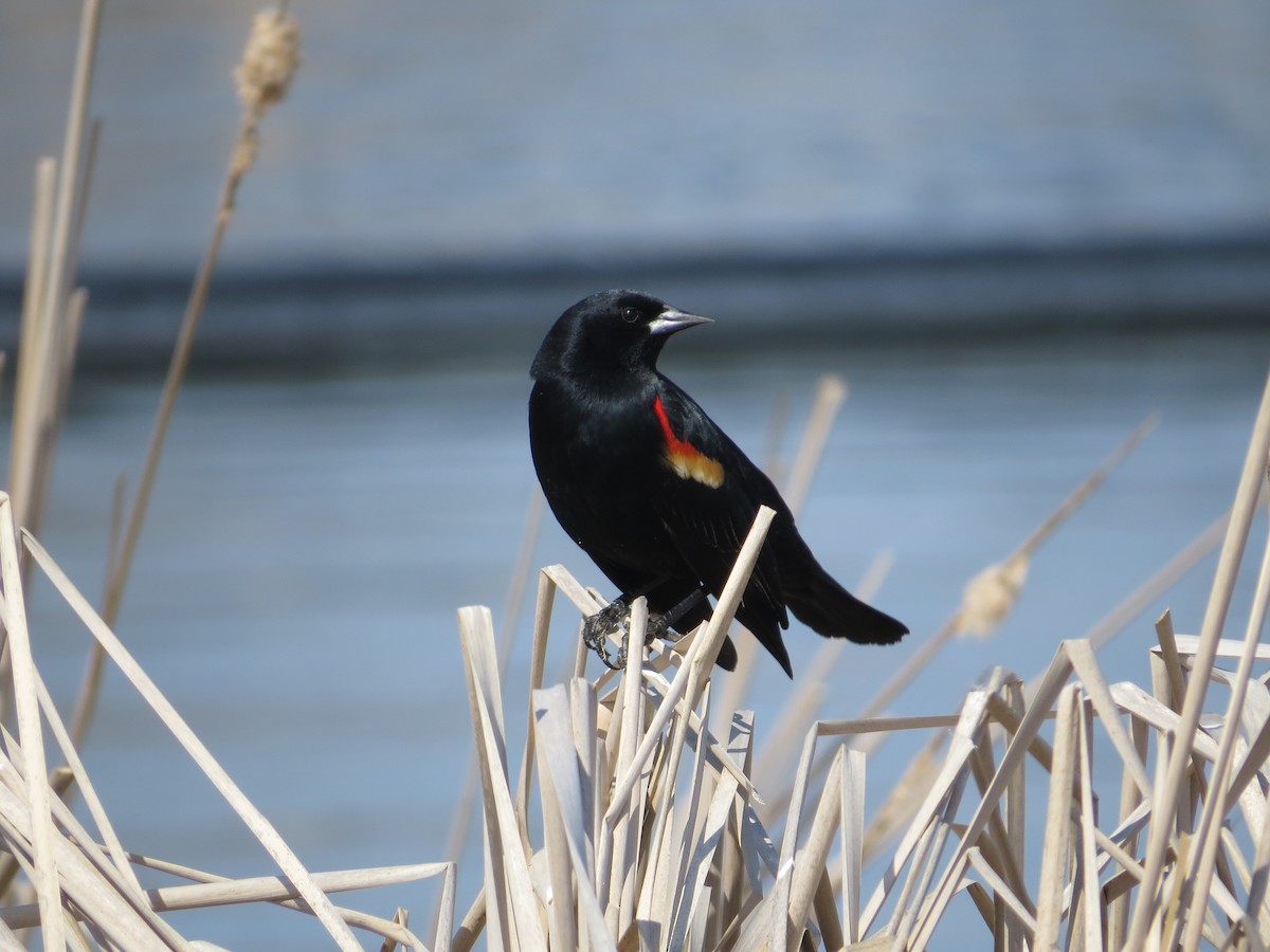 Red-winged Blackbird - Weston Garvin
