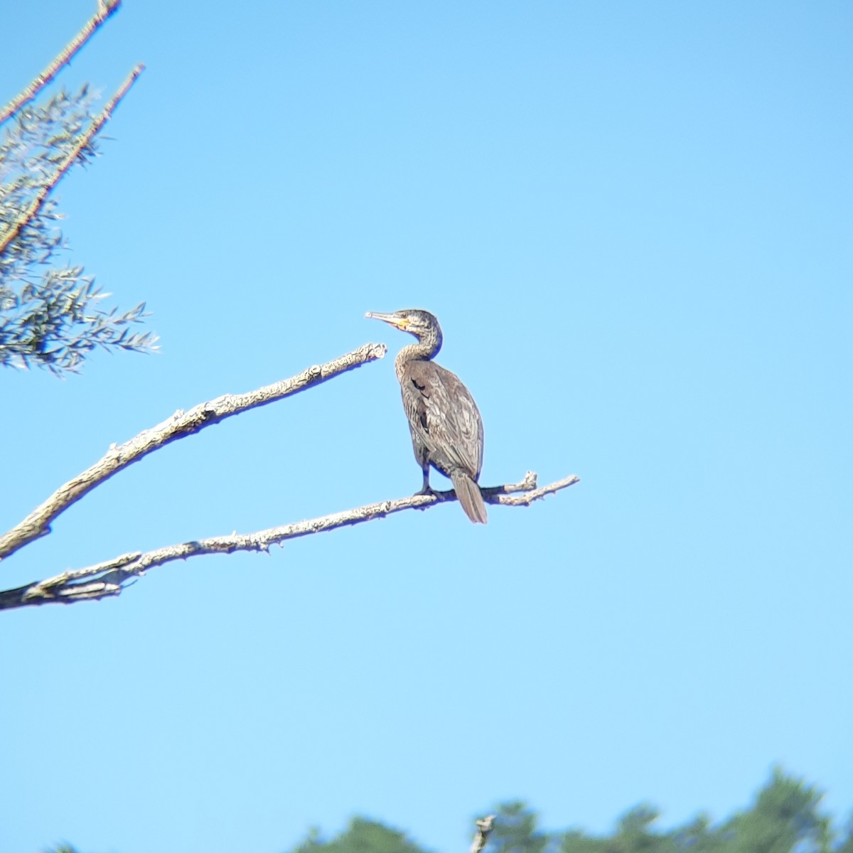 Great Cormorant - ML361172621