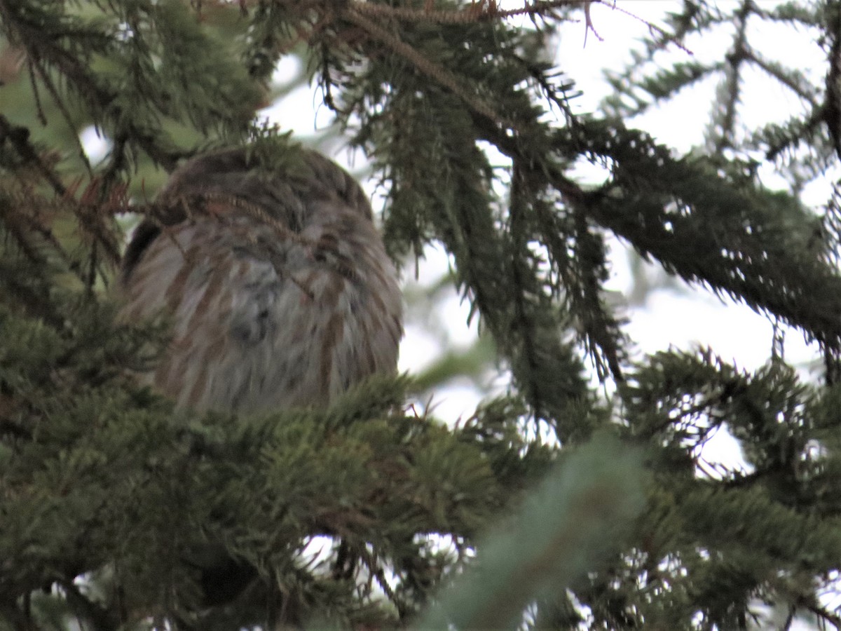 Northern Saw-whet Owl - Weston Garvin