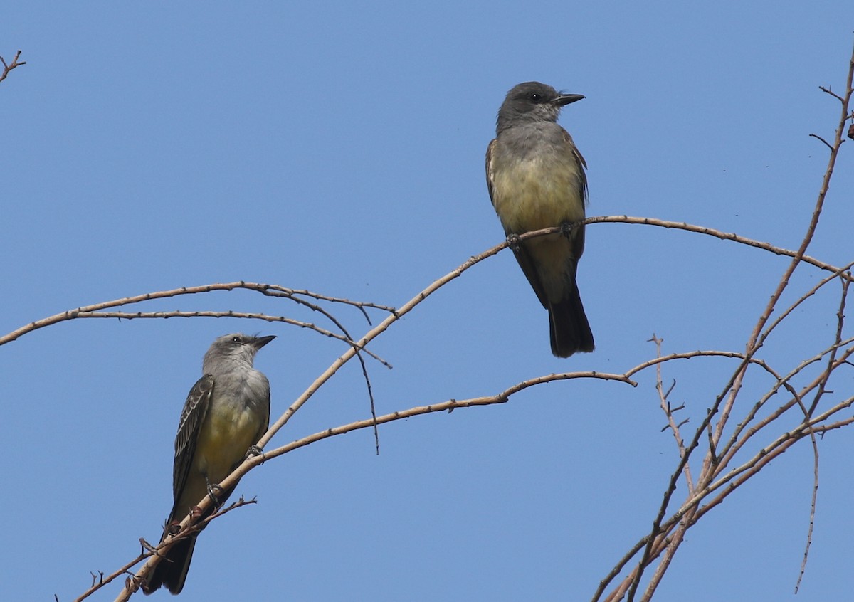 Western Kingbird - ML361175121