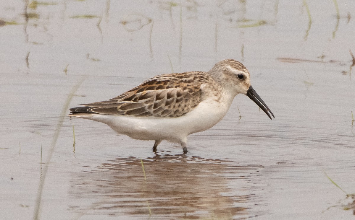 Bergstrandläufer - ML361175681